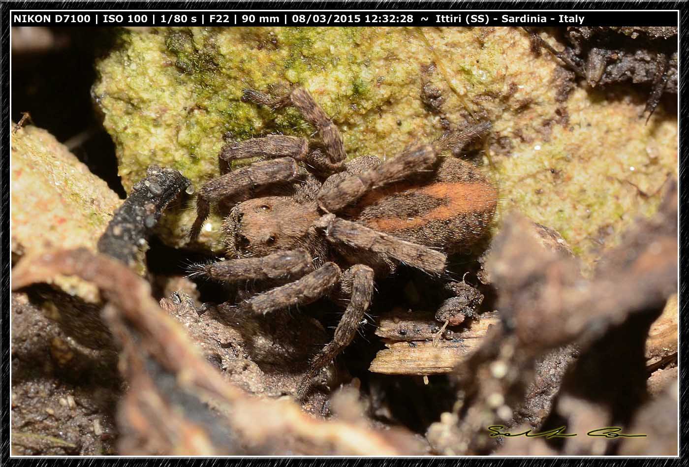 Alopecosa albofasciata  - Ittiri (SS)